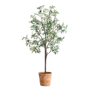 Olea - Potted Olive Tree - Green