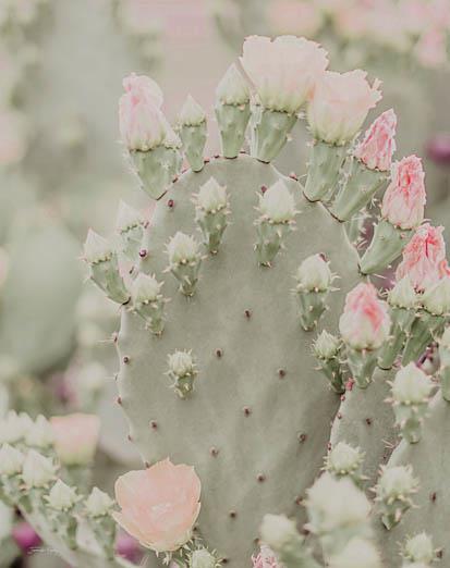 Blooms Abound III By Jennifer Rigsby - Gray