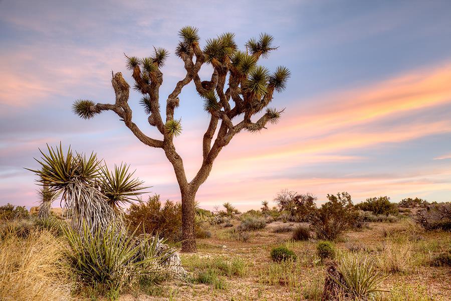 Joshua Tree Sunrise By Danita Delimont (Framed Small) - Blue