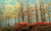 Framed Small - Beeches In The Mist By Lars Van De Goor - Light Blue