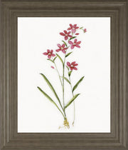 22x26 Delicate I By Sally Swatland - White