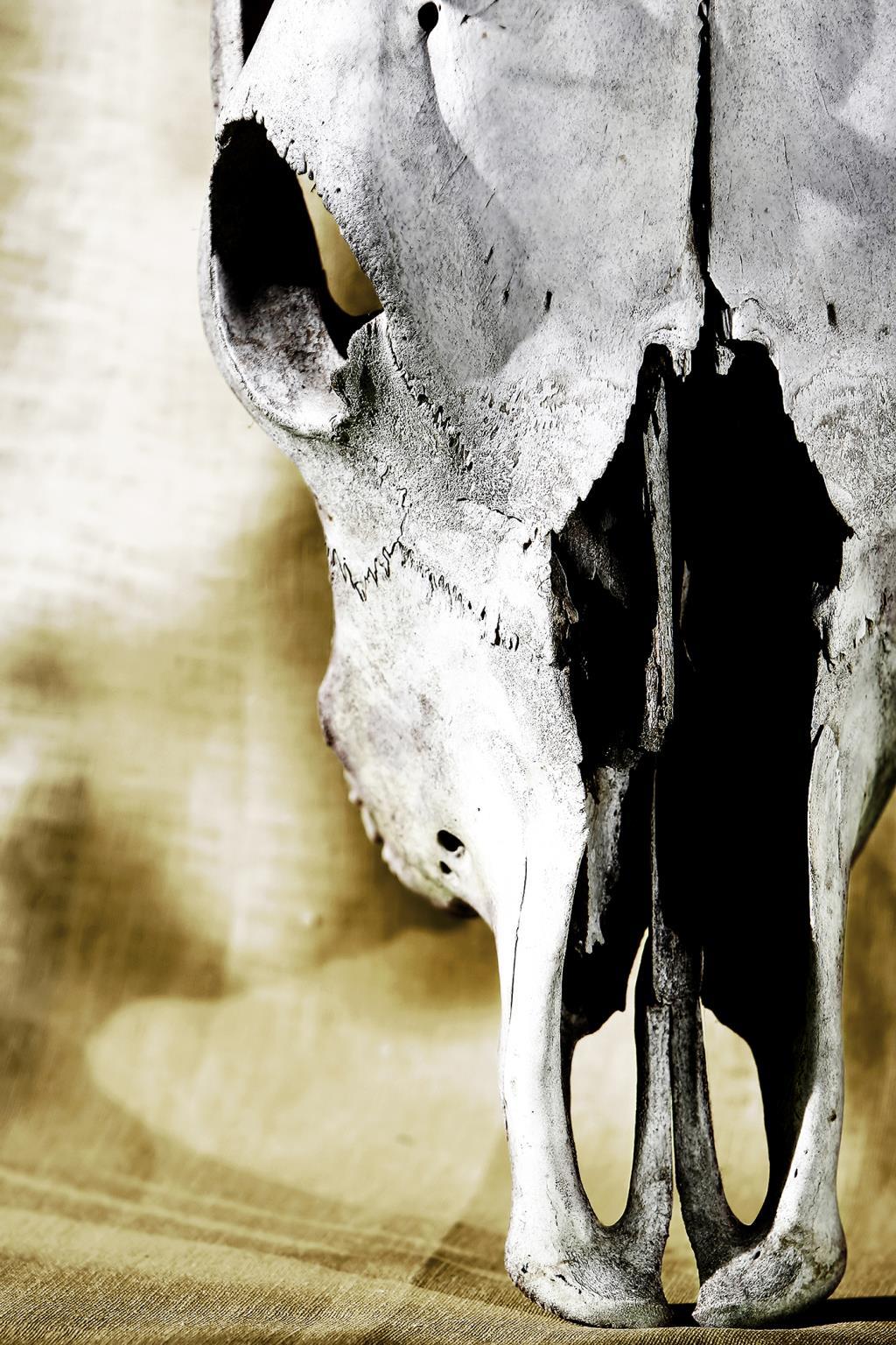 Tempered Glass With Foil - Cattle Skull - Gray