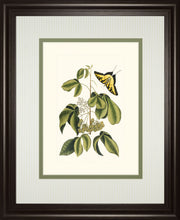 Papilio Antilochus By Marc Catesby - Framed Print Wall Art - Green