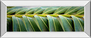 Palma I By Susan Bryant - Mirror Framed Print Wall Art - Green