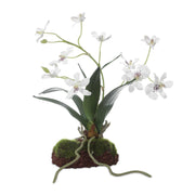 Clovis - Orchid Drop-In - White