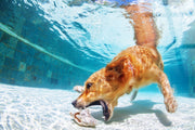 Poolside Retriever Tempered Glass - Blue / White