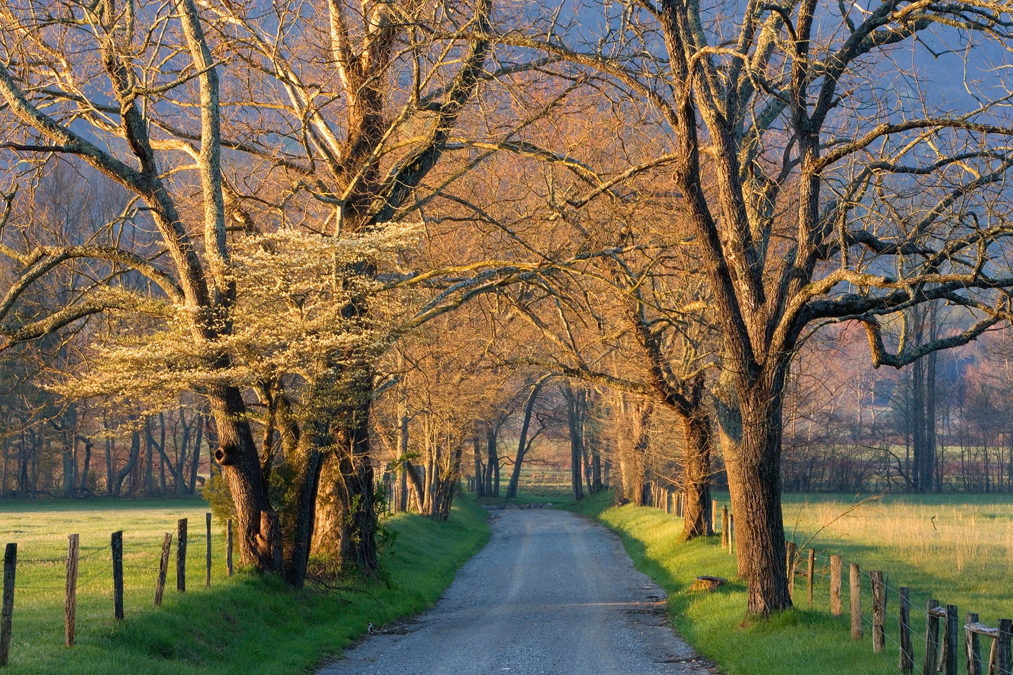 Sunset Path By Jimmy'z - Light Brown