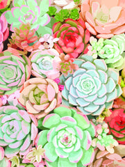 Small - Succulent By Tamara Robinson - Green