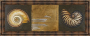 Seashells I By Patricia Pinto - Framed Print Wall Art - Gold