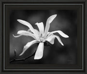Magnolia Dreams I By Geyman Vitaly - Framed Print Wall Art - Dark Gray
