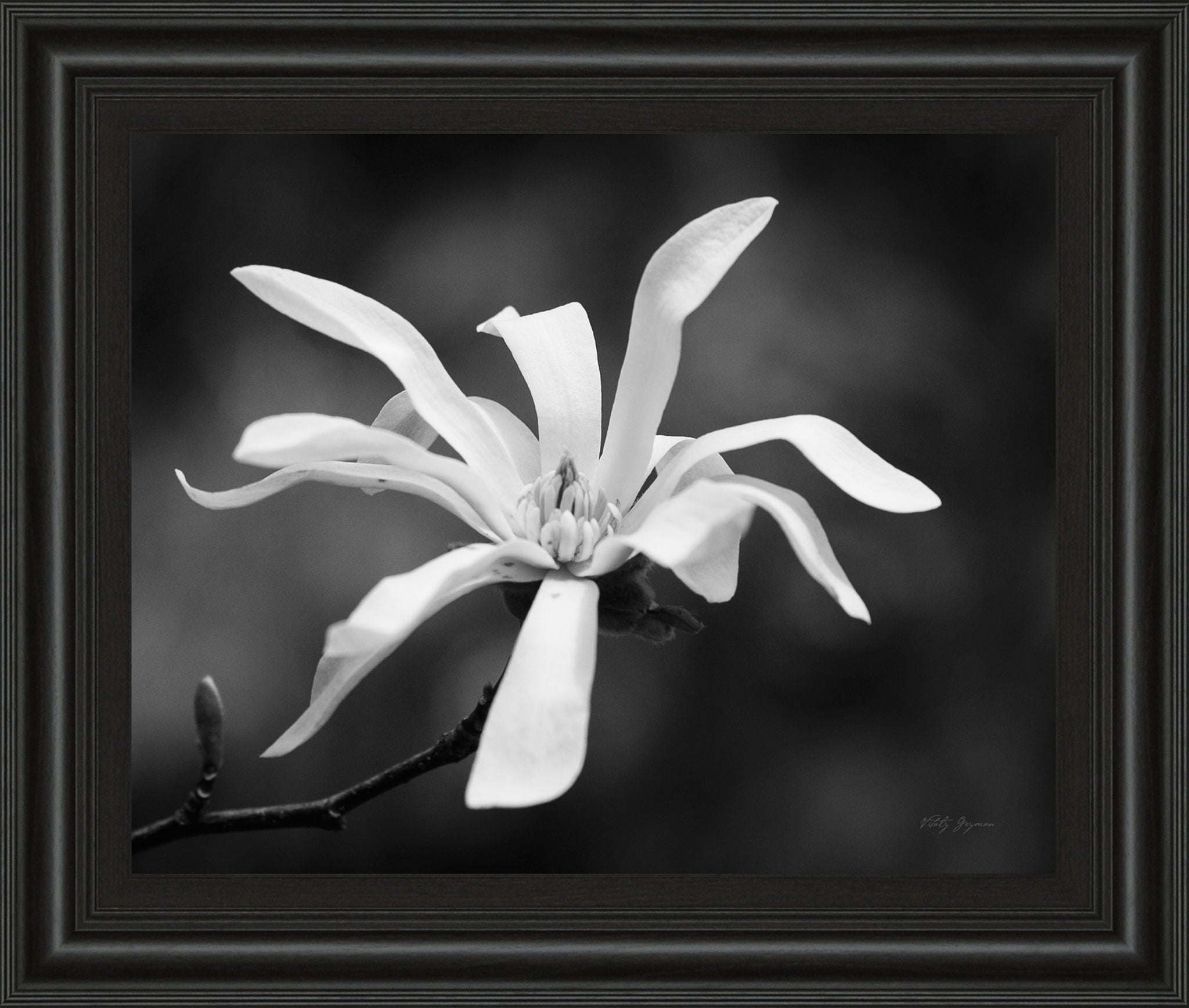 Magnolia Dreams I By Geyman Vitaly - Framed Print Wall Art - Dark Gray