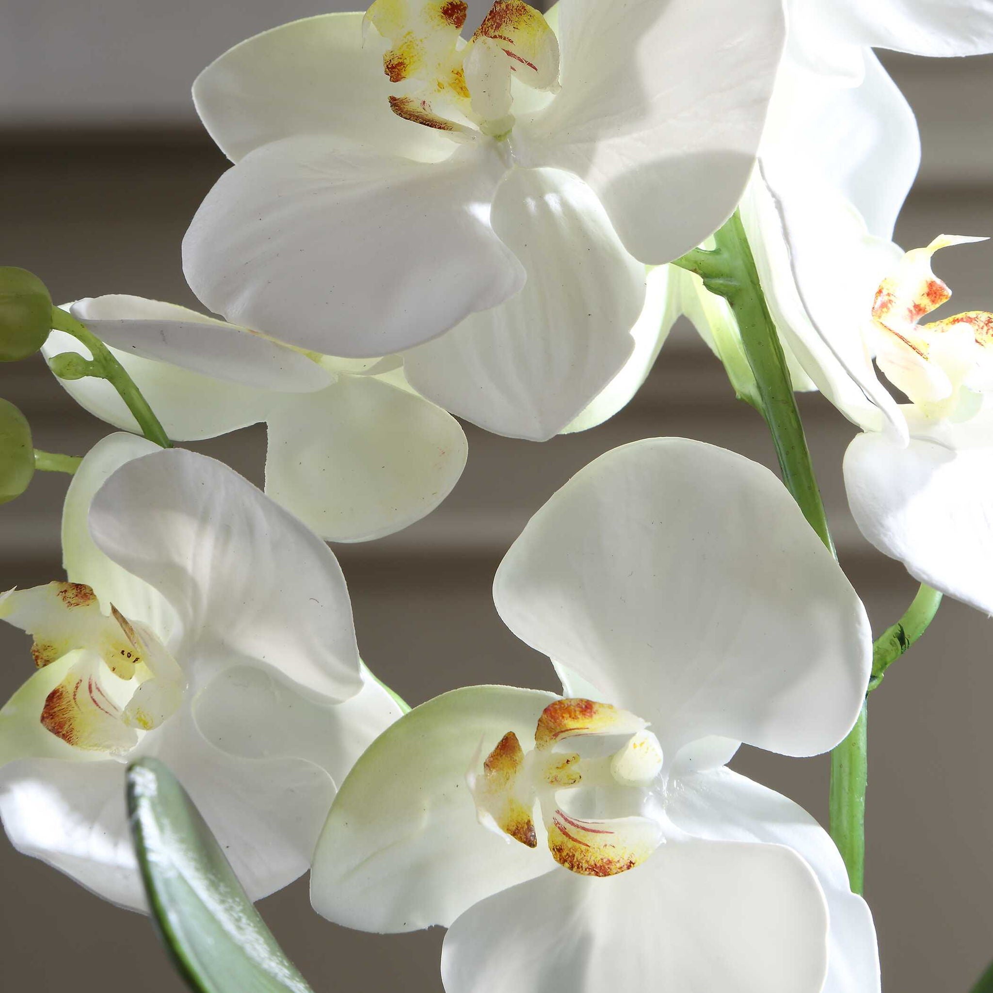 Laris - Orchid Drop-In - White