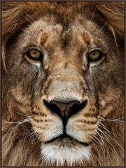 Majestic Gaze - 36" x 48" Framed Wall Art - Dark Brown