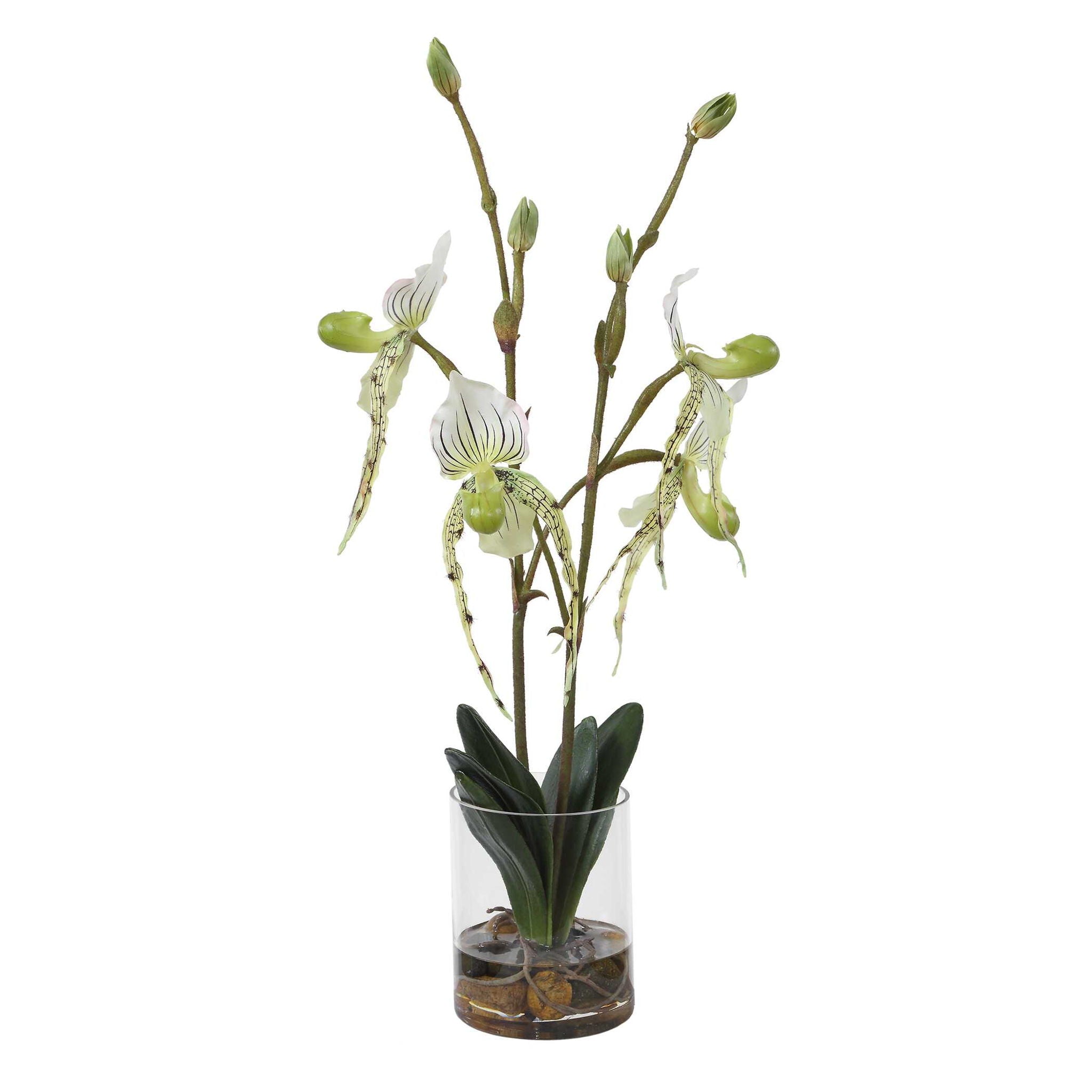 Lady - Slipper Orchid In Glass Vase - Green,White