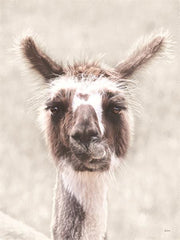 Quizzical Alpaca By Lori Deiter (Small) - Pearl Silver