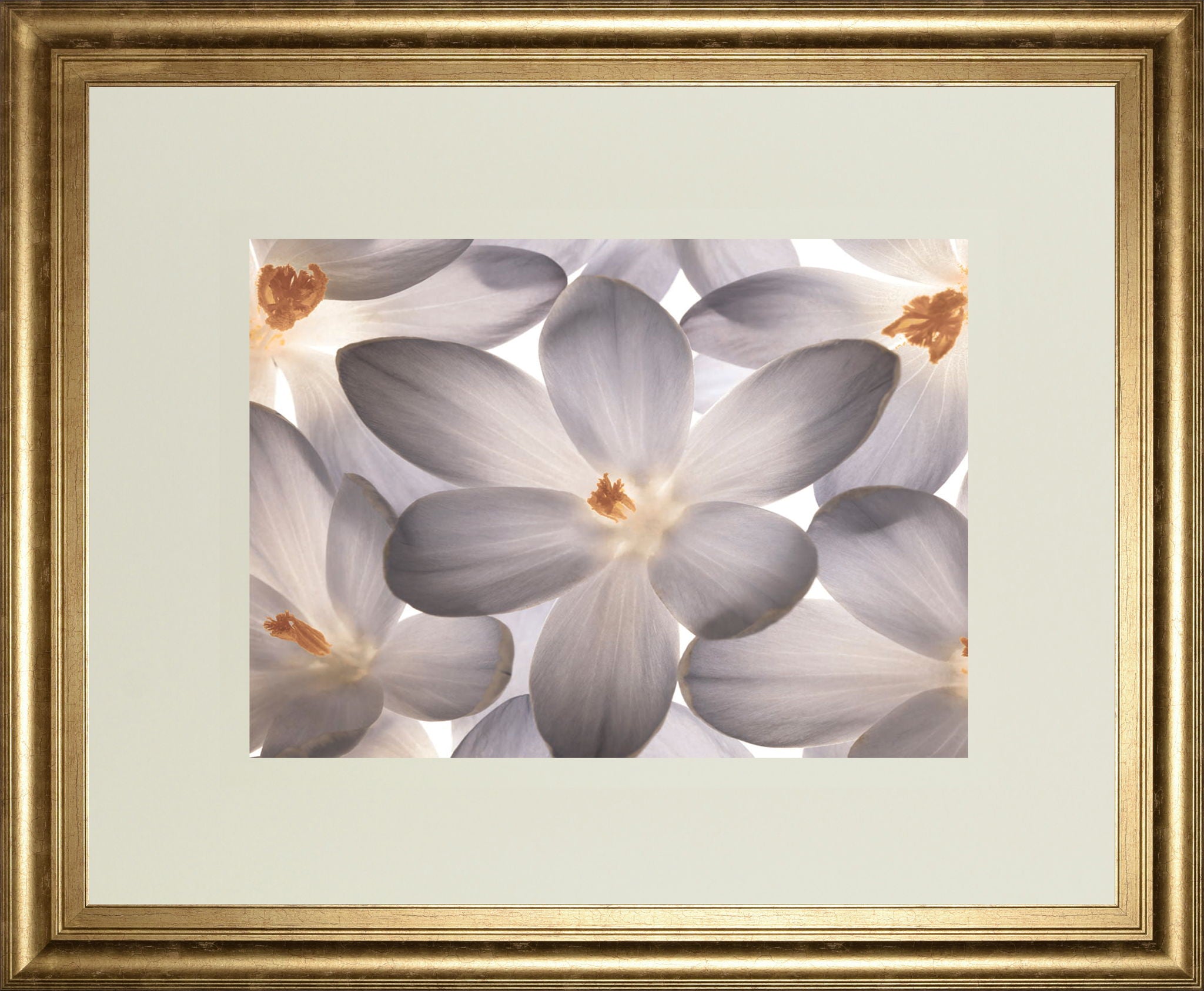 Petal Perfect By Assaf Frank - Framed Print Wall Art - Beige