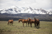 Horse Perspective By Piddix (Small) - Green