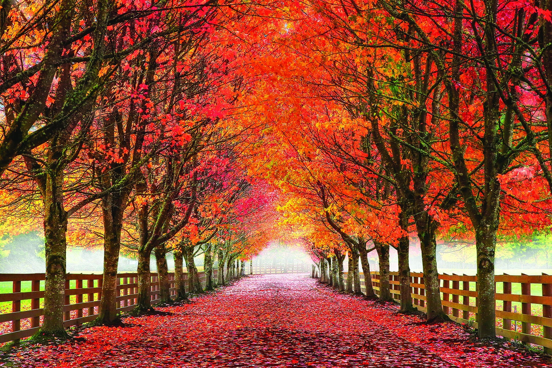 49x64 Framed - North Bend Trees By Aaron Reed - Orange