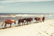 Horses On The Beach By Kathy Mansfield - Light Blue