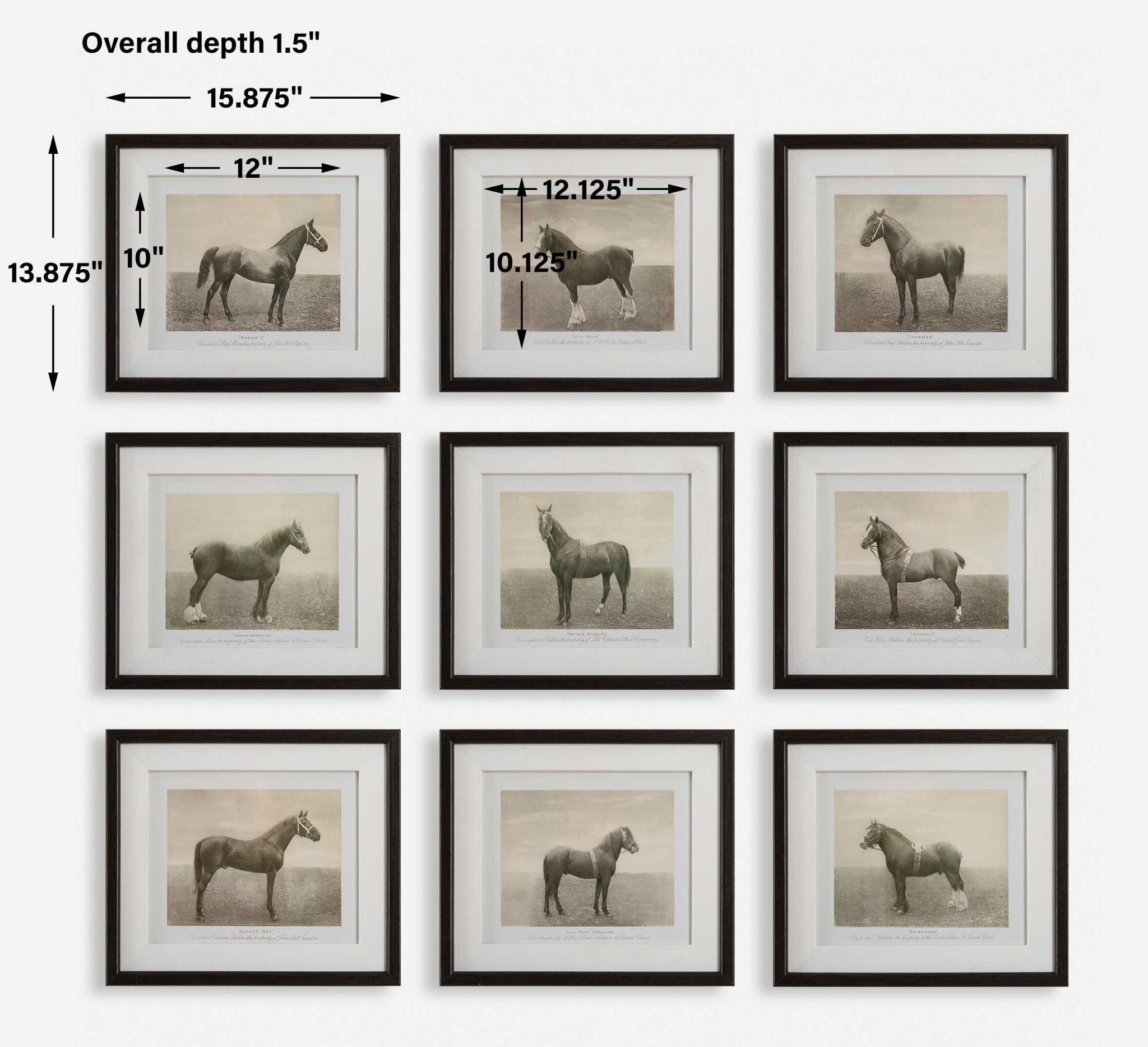 Equine Dynasty - Framed Prints (Set of 9)